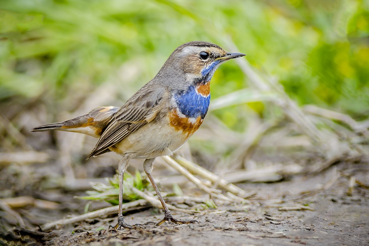 Bluethroat - John Clough