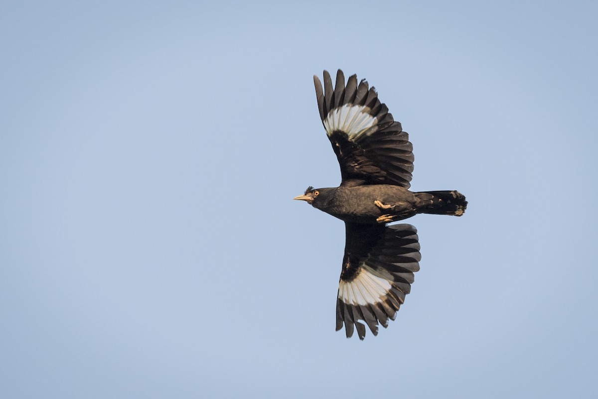 Crested Myna - John Clough