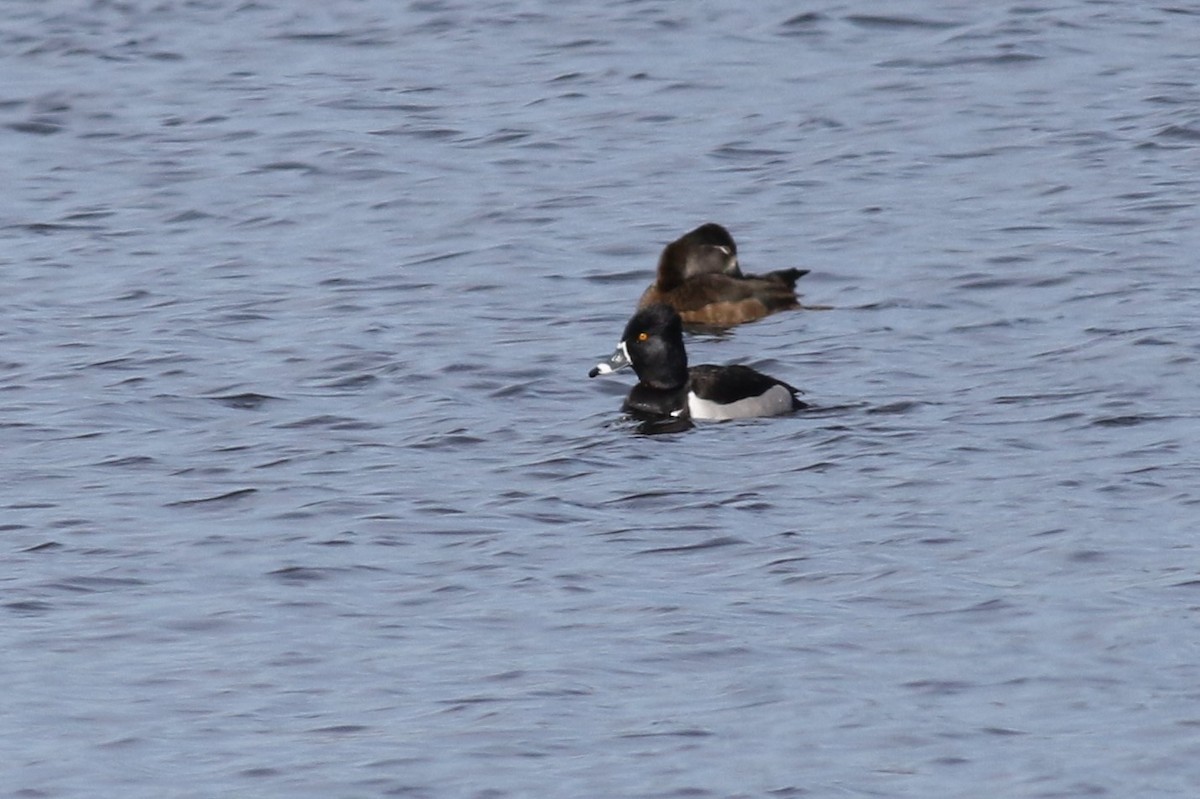 Ring-necked Duck - Margaret Viens