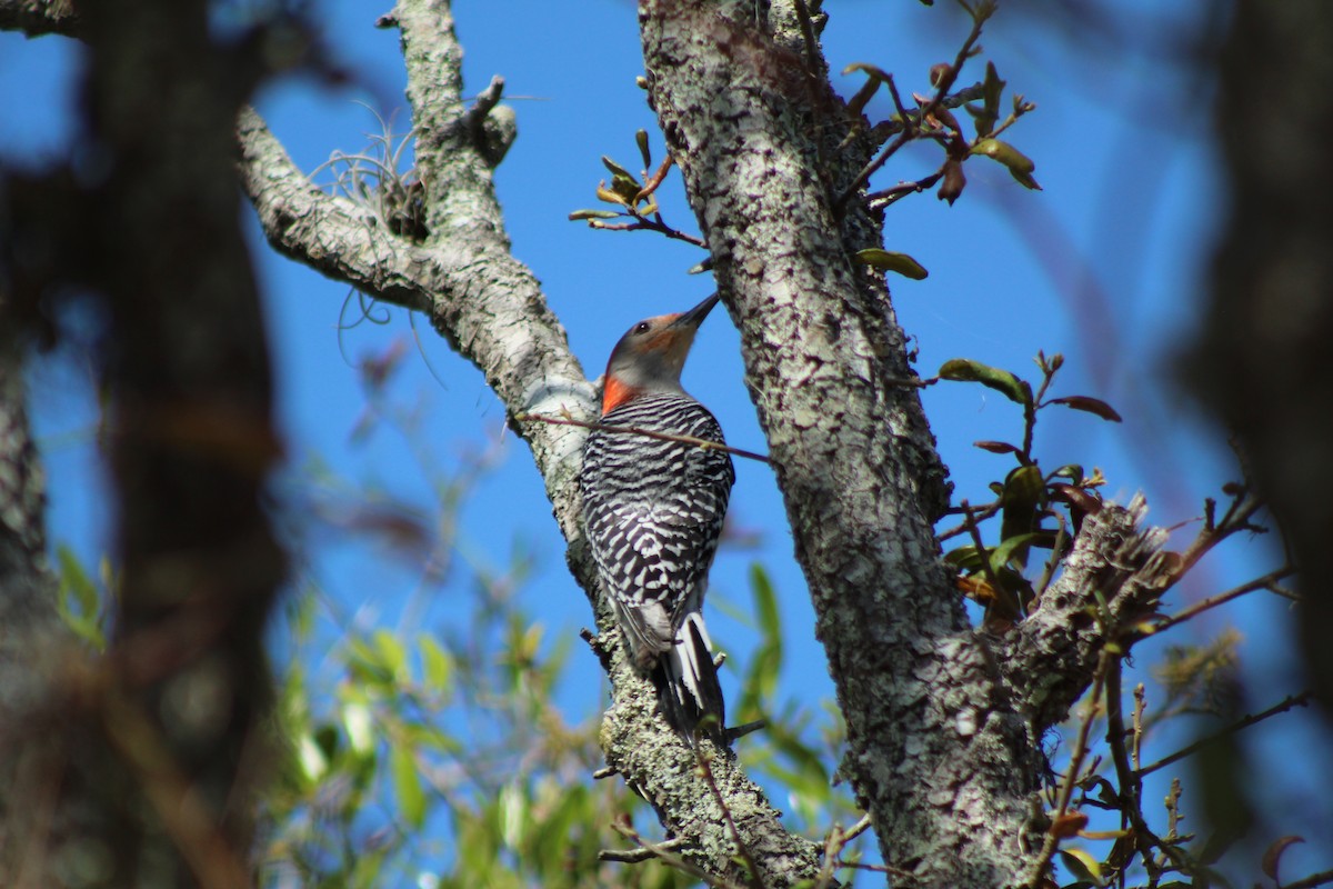 Red-bellied Woodpecker - Joshua Yother