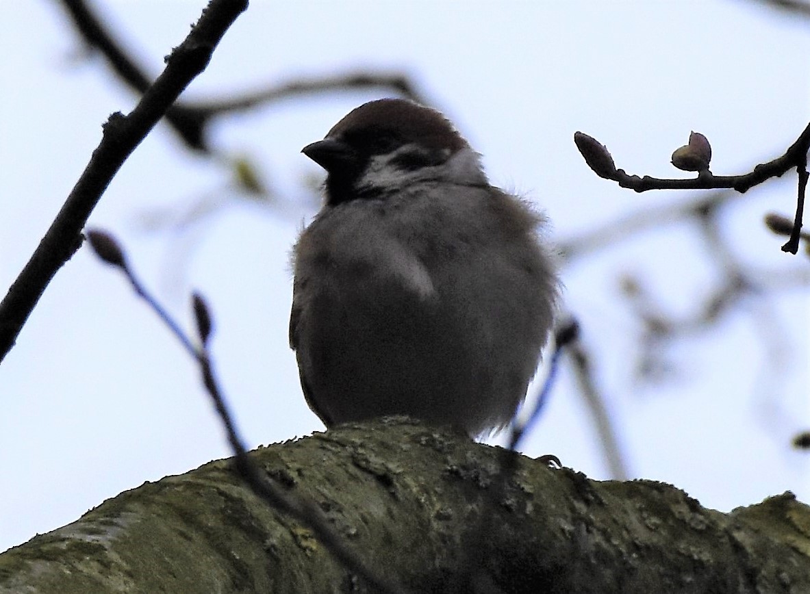 Eurasian Tree Sparrow - ML147534991