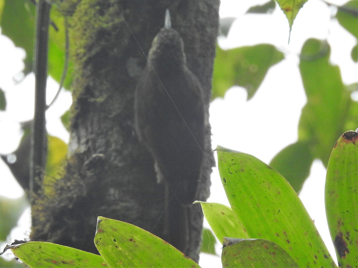 Olive-backed Woodcreeper - Dennis S Main