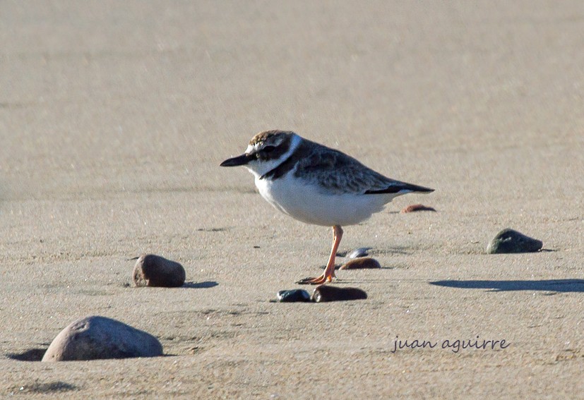 Wilson's Plover - ML147536591