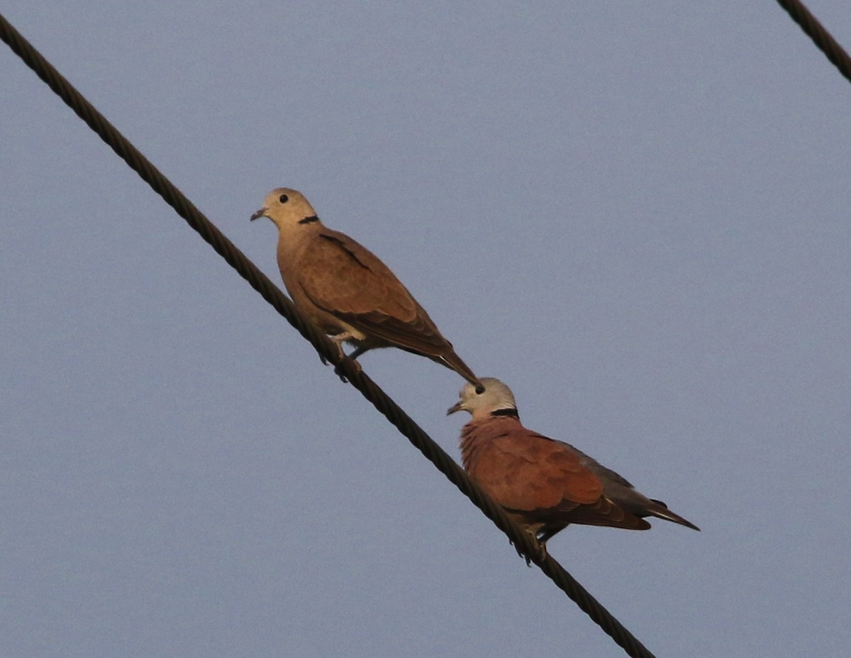 Red Collared-Dove - ML147540051
