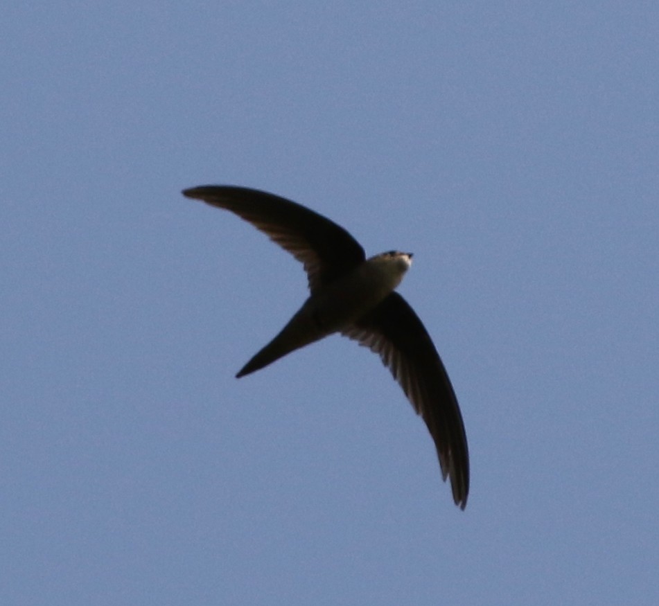 Asian Palm Swift - ML147540101