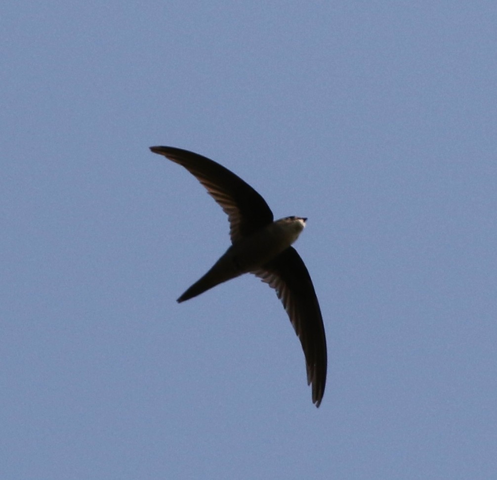 Asian Palm Swift - ML147540111