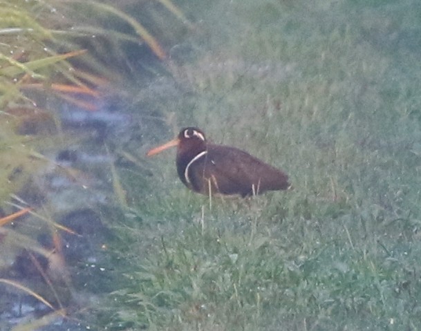 Greater Painted-Snipe - ML147540241