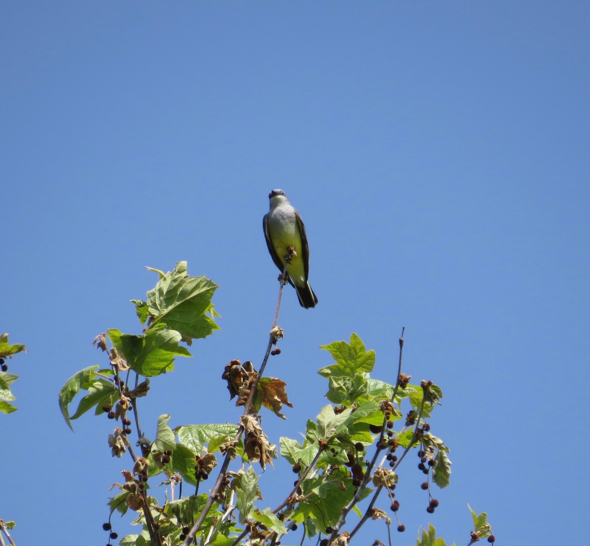 Schmalschnabel-Königstyrann - ML147540571