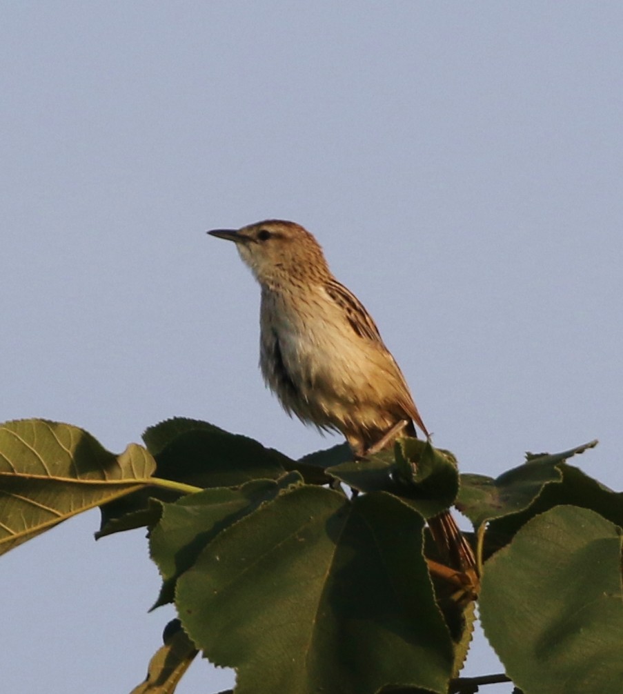 Striated Grassbird - ML147540921