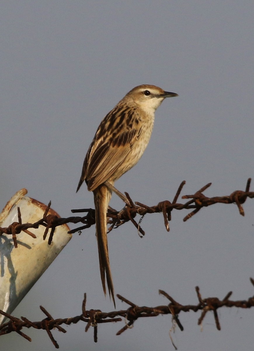 Striated Grassbird - ML147540981