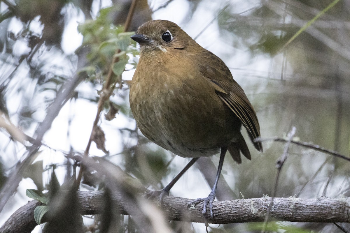 Sierra Nevada Antpitta - Robert Lockett