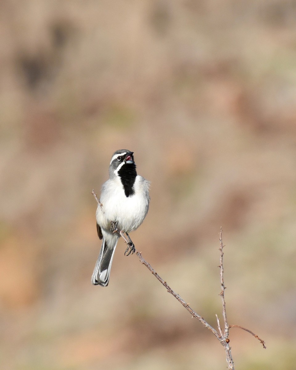 Black-throated Sparrow - Robert Snowden