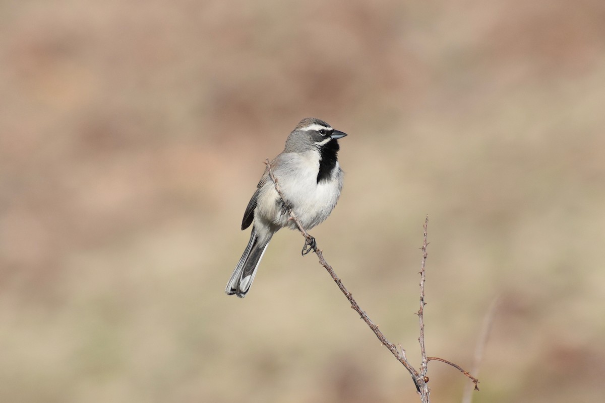 Black-throated Sparrow - Robert Snowden