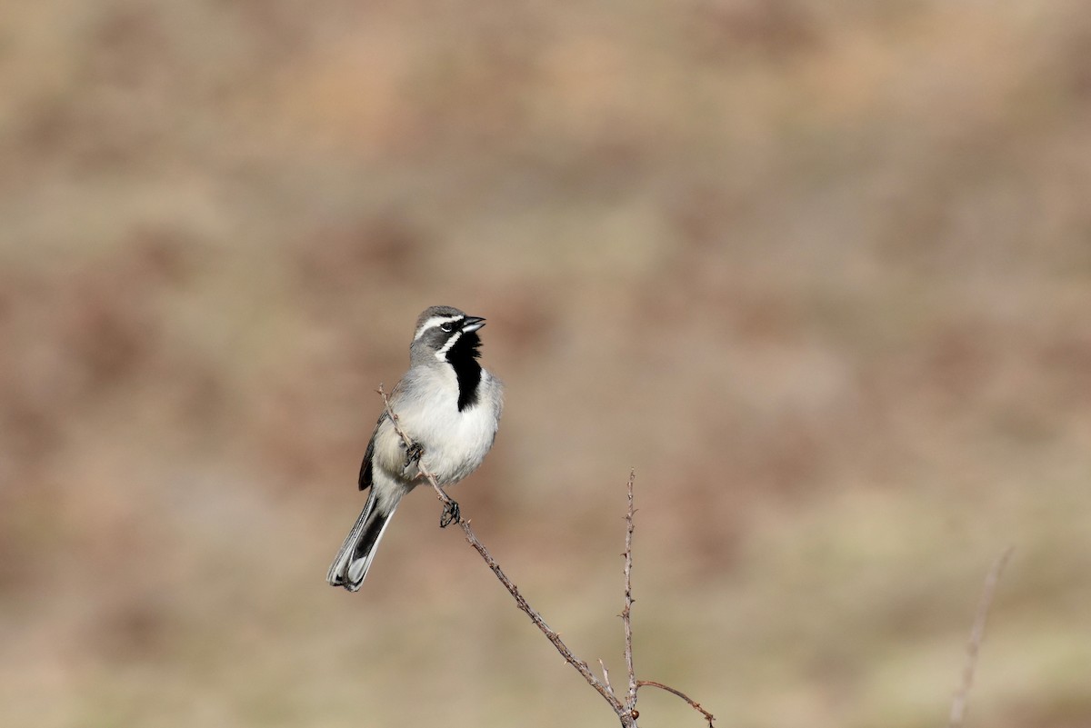 Black-throated Sparrow - Robert Snowden