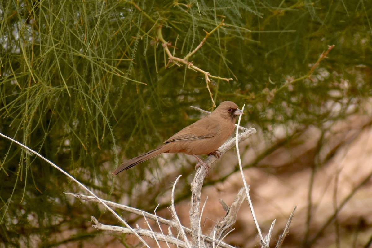 Abert's Towhee - ML147543651