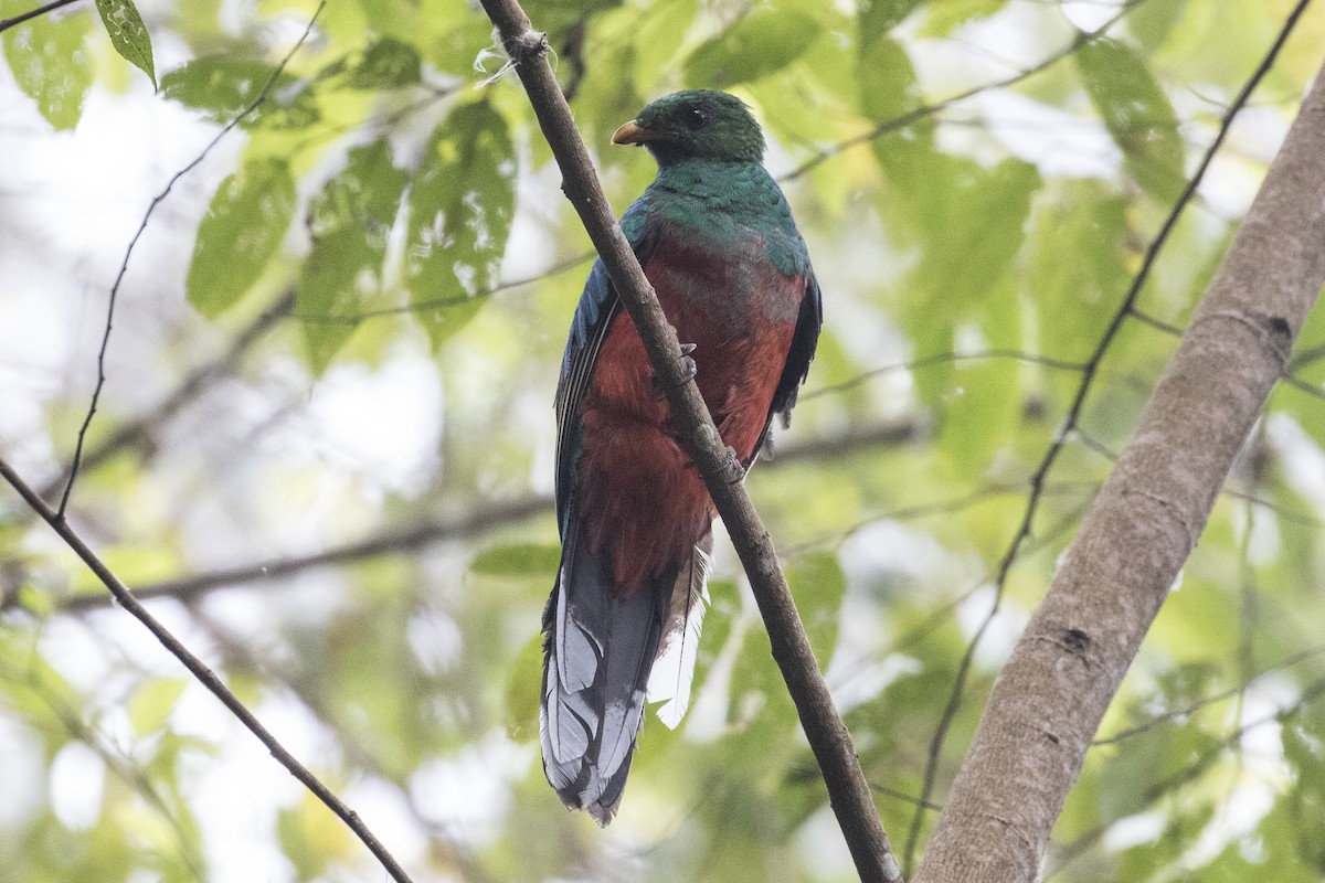 White-tipped Quetzal - Robert Lockett