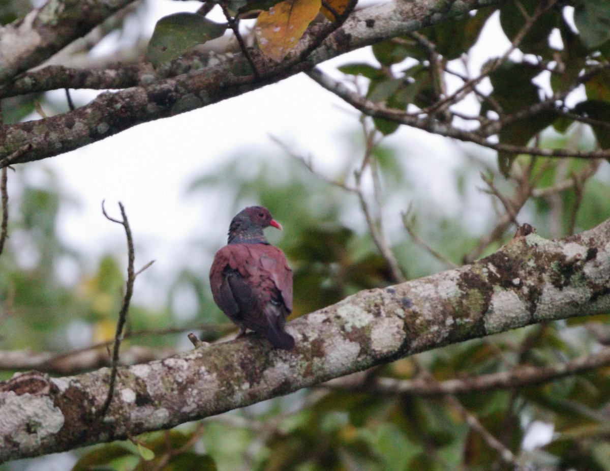 Scaled Pigeon - Gina Sheridan