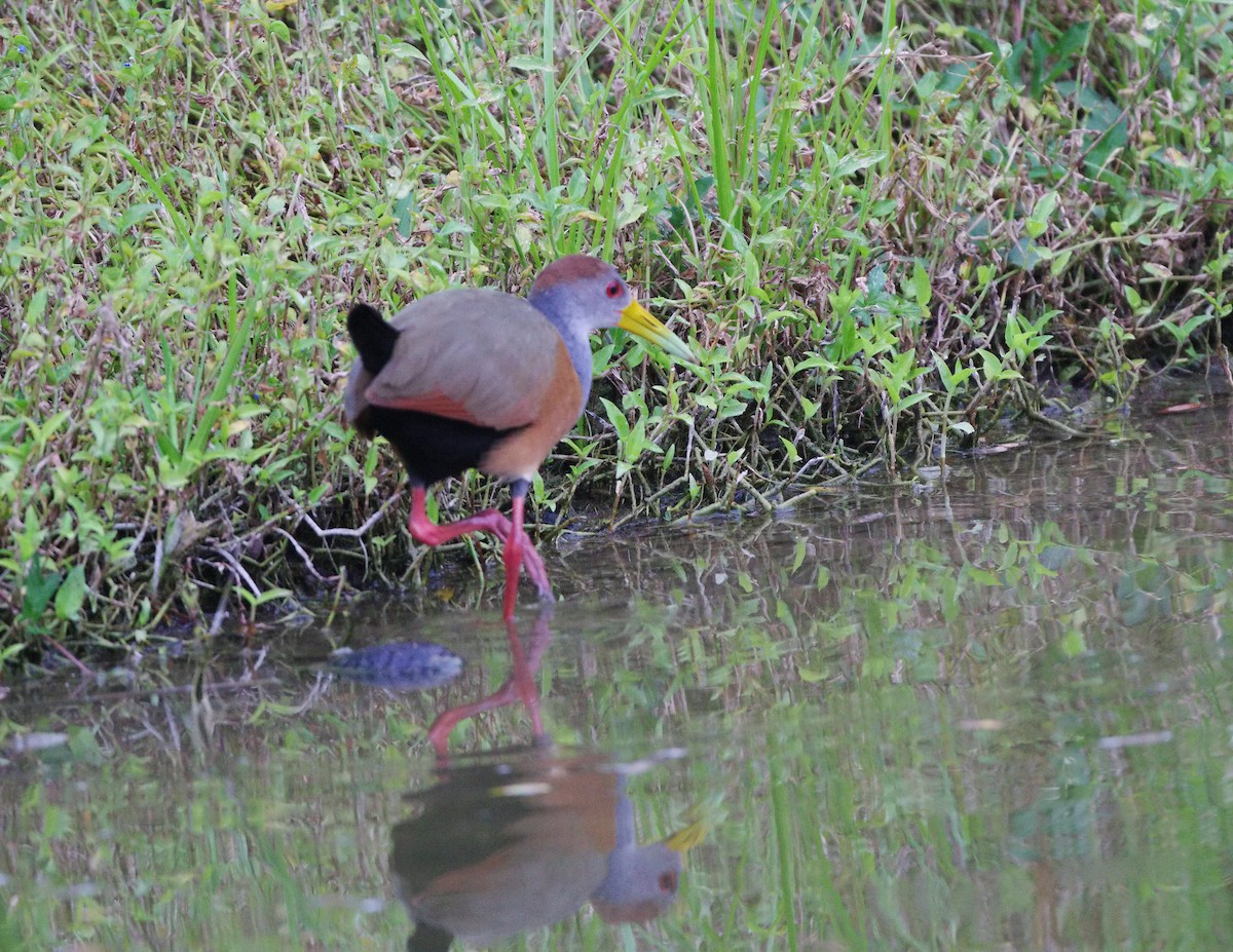 Russet-naped Wood-Rail - ML147544351