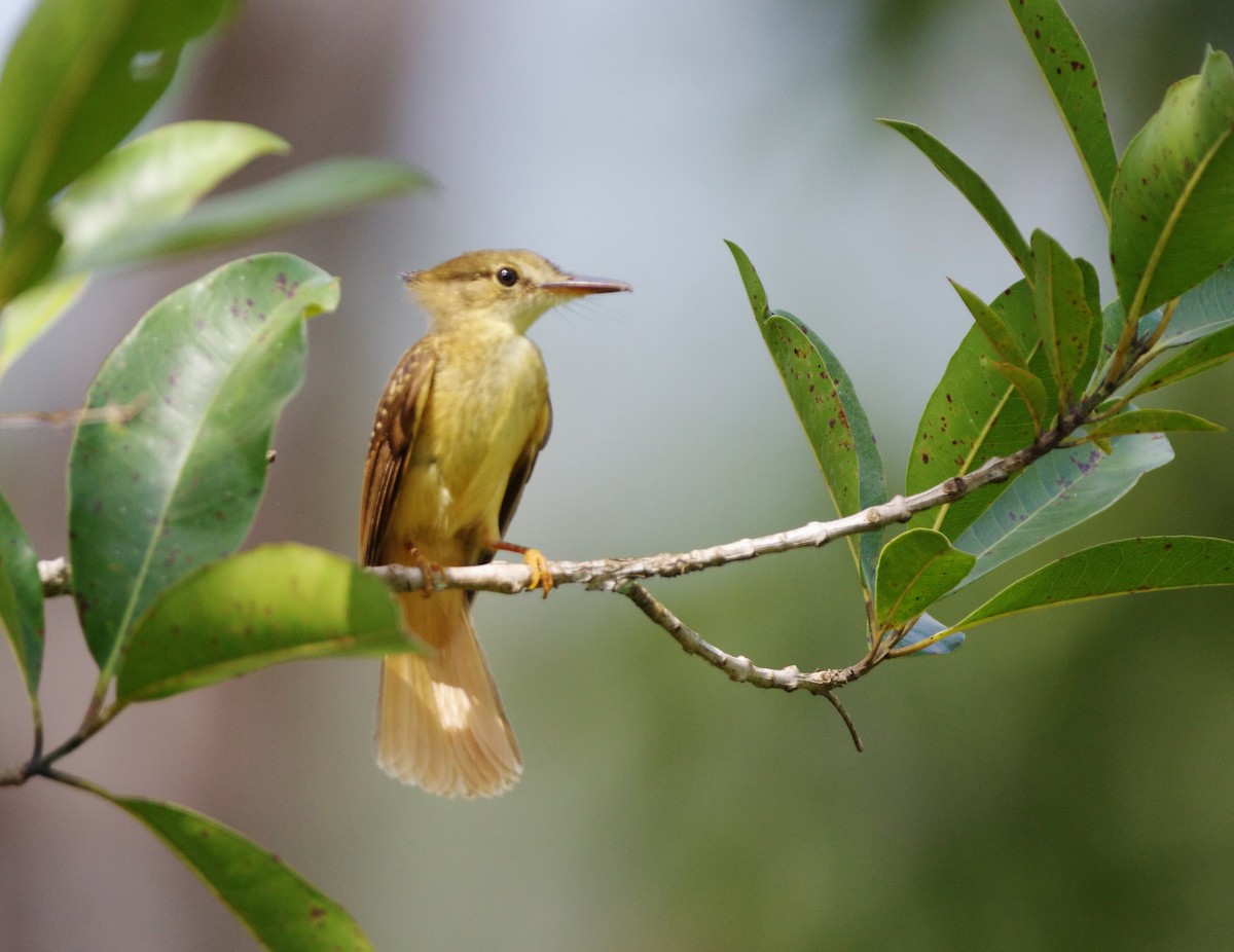 Tropical Royal Flycatcher - ML147544631