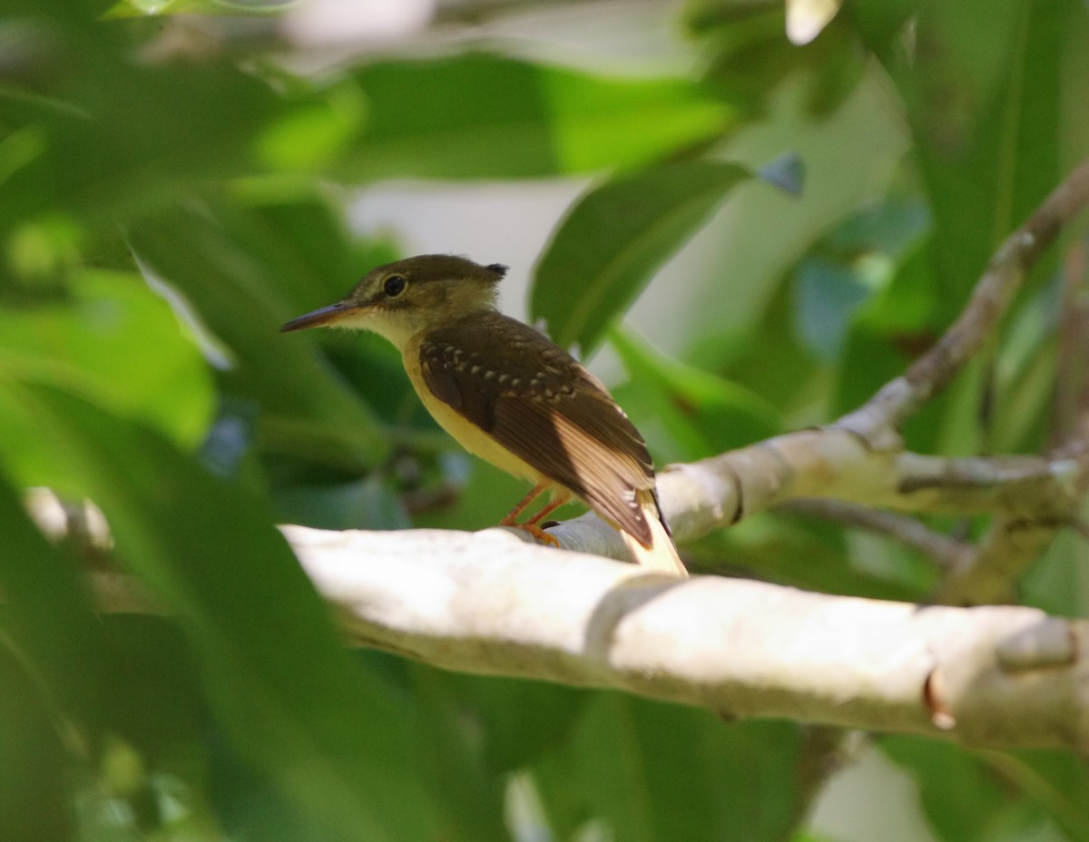 Tropical Royal Flycatcher - ML147544801