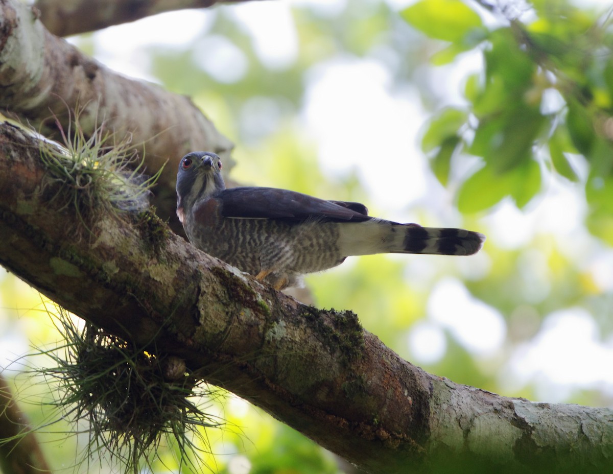 Double-toothed Kite - ML147545111