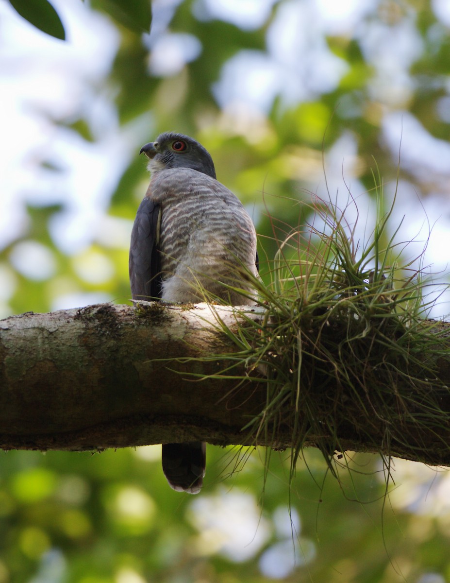 Double-toothed Kite - ML147545141