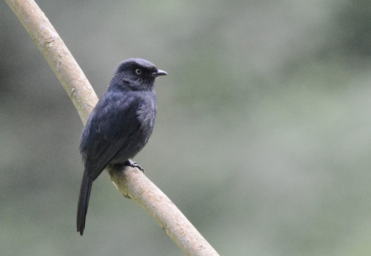 Yellow-eyed Black-Flycatcher - Kyle Kittelberger