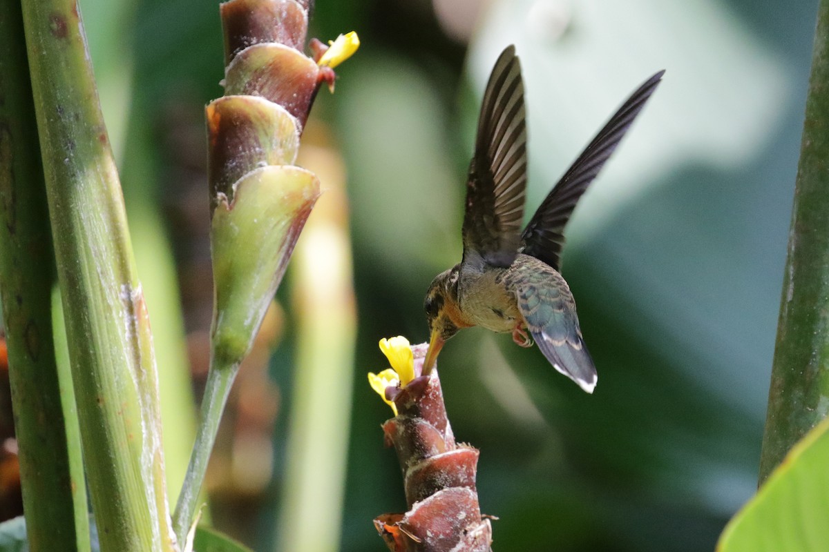 Band-tailed Barbthroat - Cameron Eckert