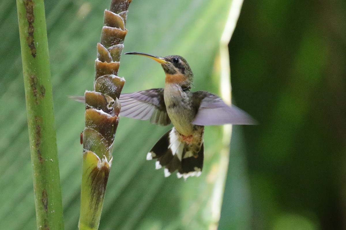 Band-tailed Barbthroat - Cameron Eckert