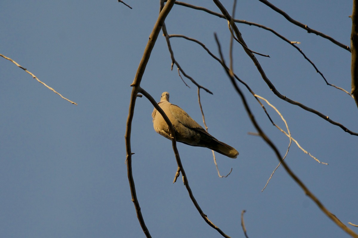 Eurasian Collared-Dove - Steven Hunter