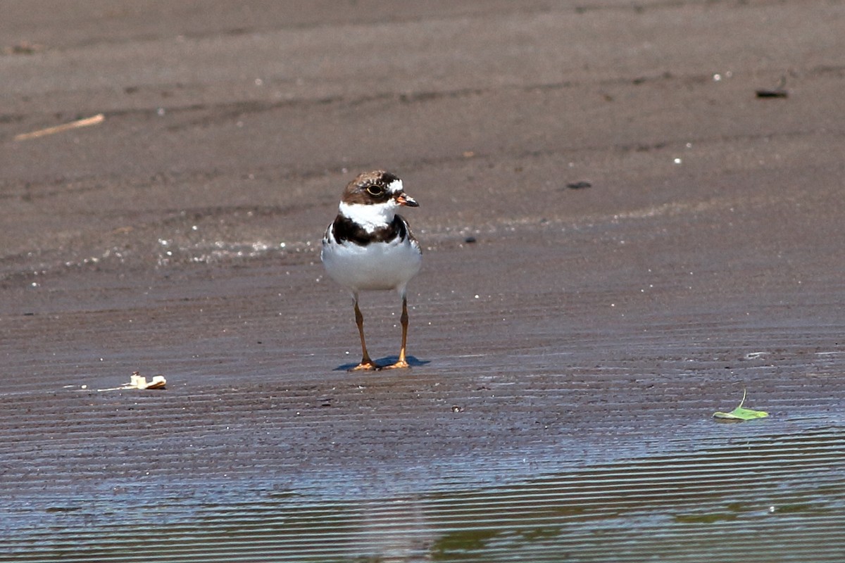 Semipalmated Plover - ML147547811