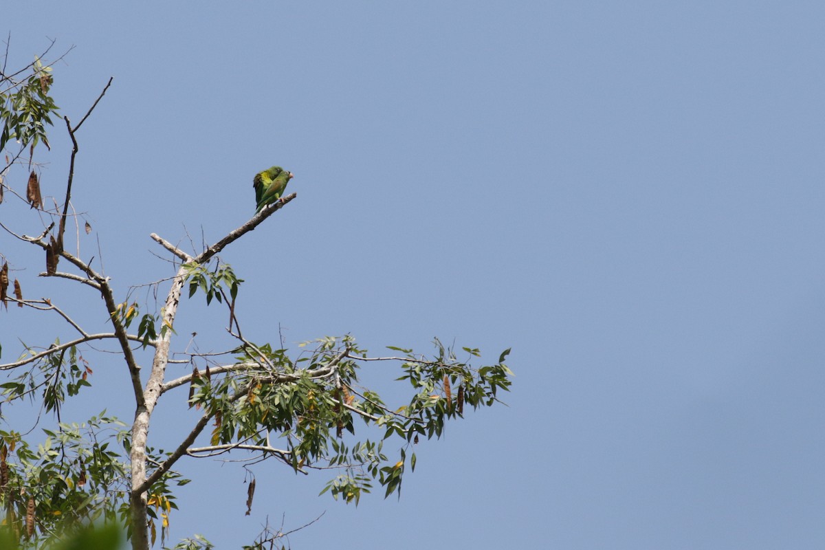 Orange-chinned Parakeet - ML147547931