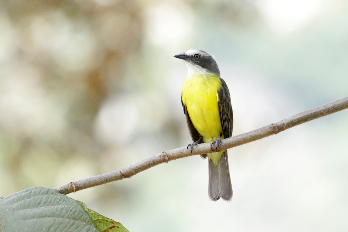 Gray-capped Flycatcher - Cameron Eckert