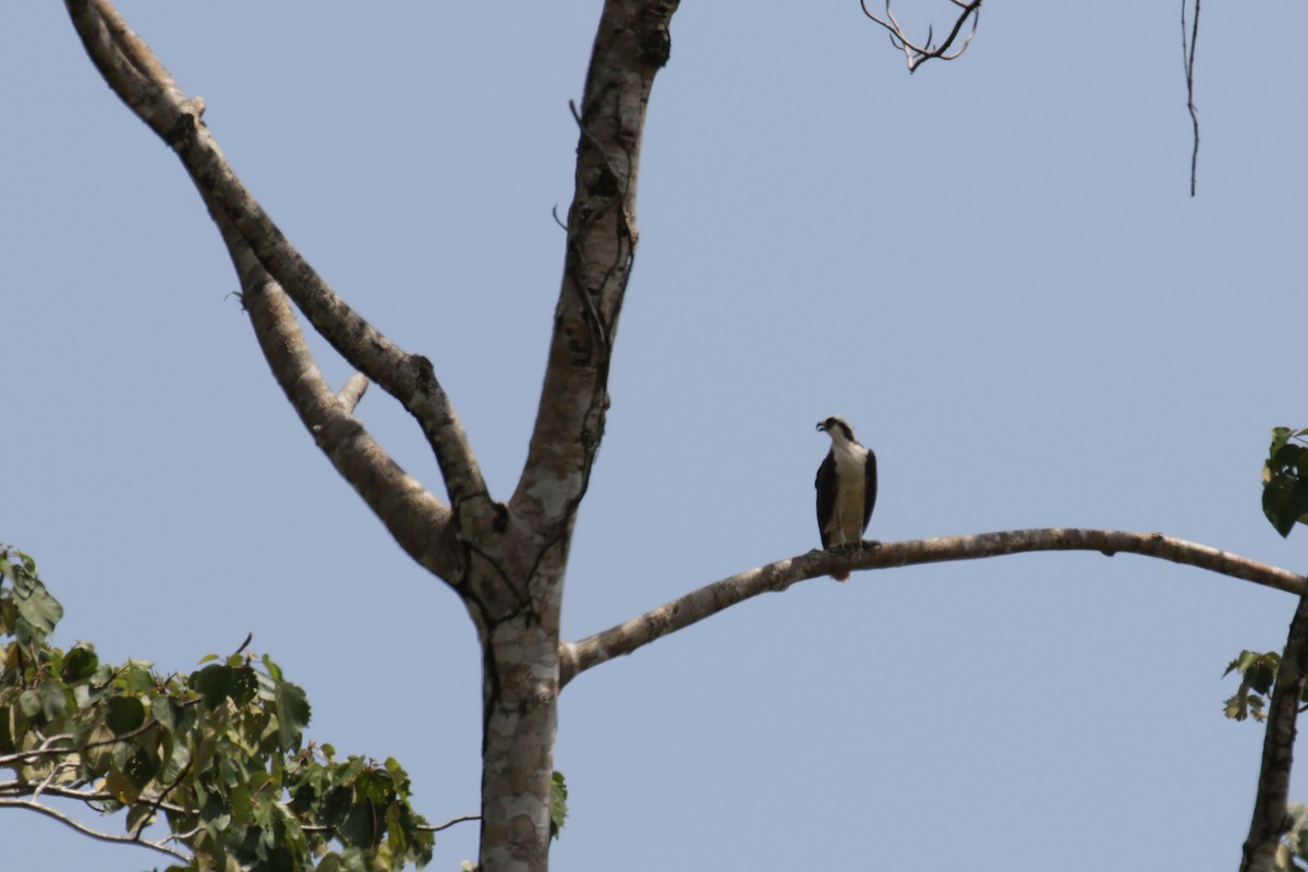 Balbuzard pêcheur - ML147548741