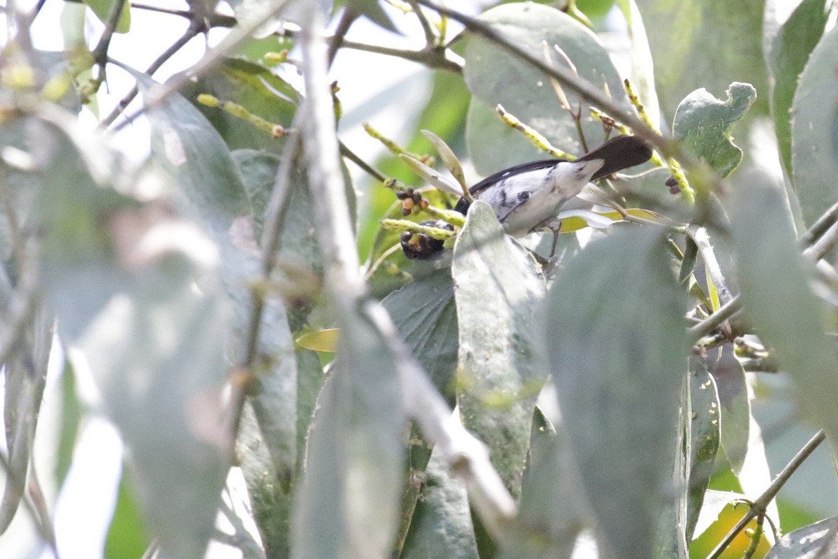 Variable Seedeater - ML147548881