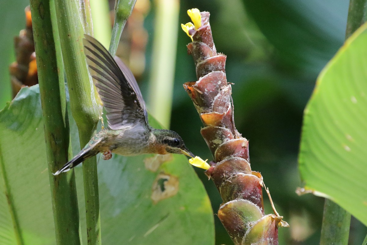 Полосатохвостый колибри-отшельник - ML147549141