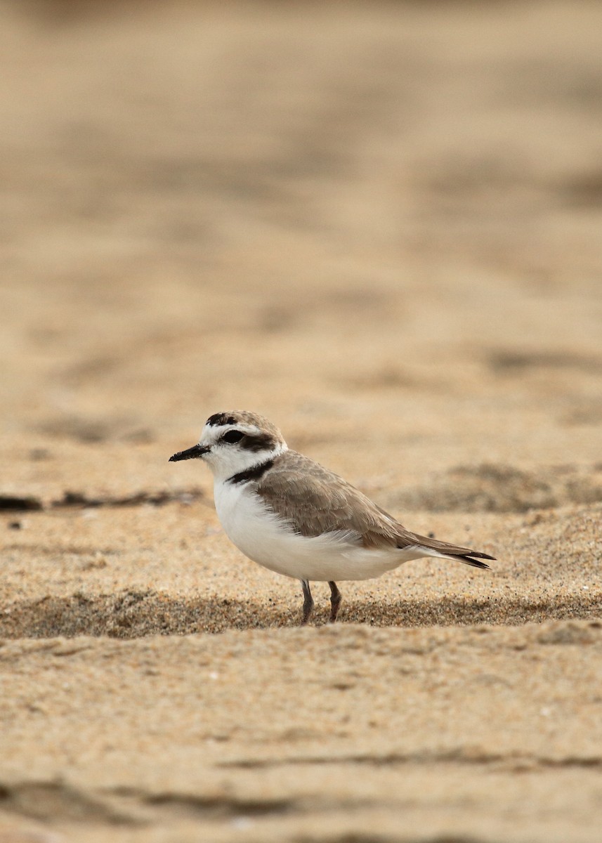 Snowy Plover - ML147550581