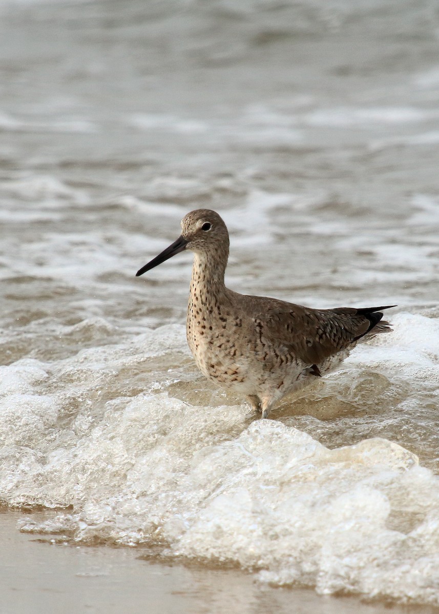 Willet - ML147550611