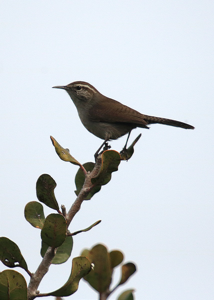 Bewick's Wren - ML147550711