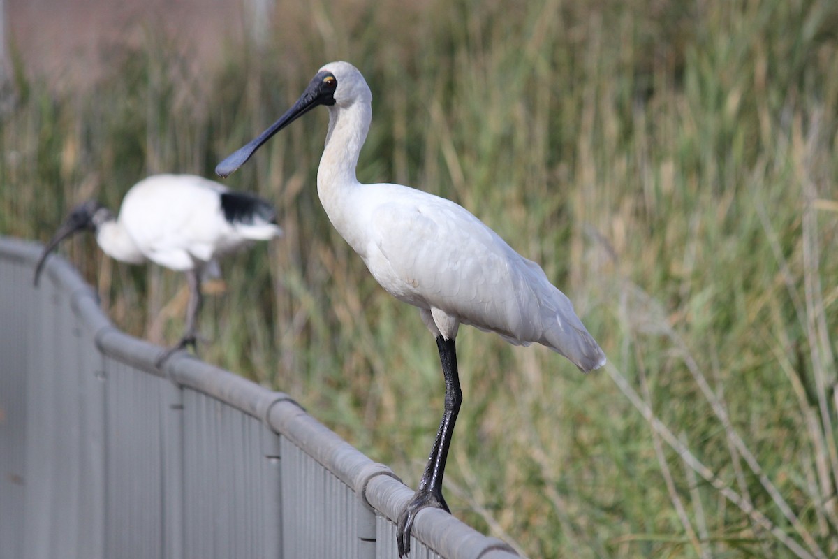 Royal Spoonbill - ML147551091