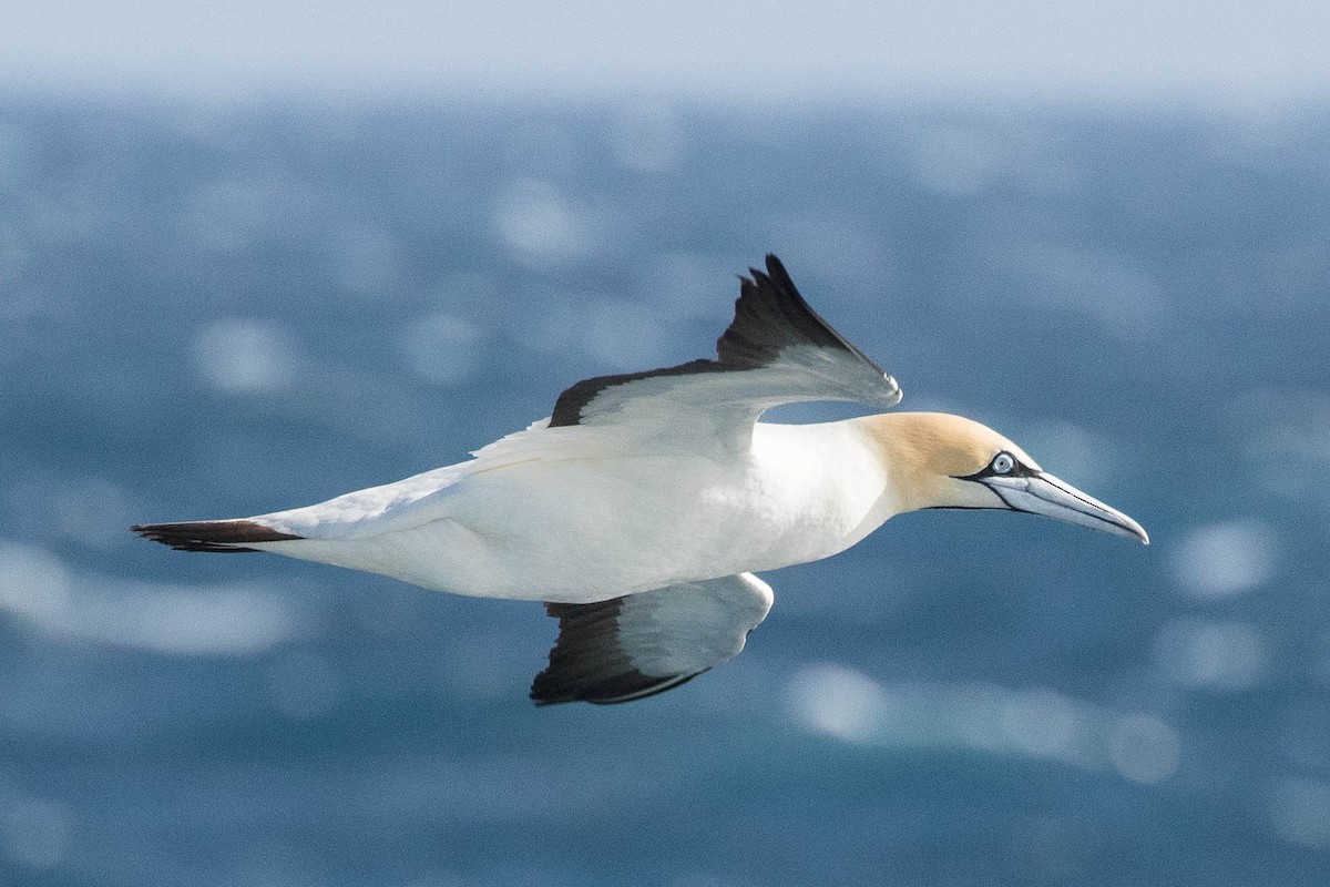 Cape Gannet - Eric VanderWerf
