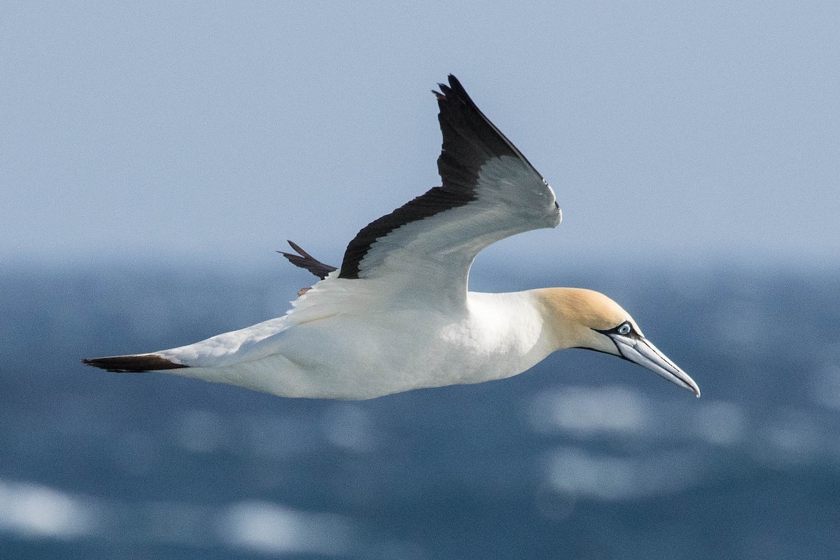 Cape Gannet - ML147552211