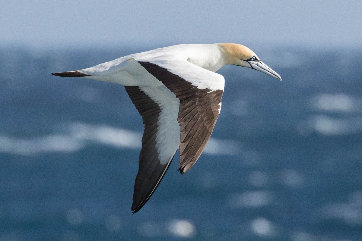 Cape Gannet - Eric VanderWerf