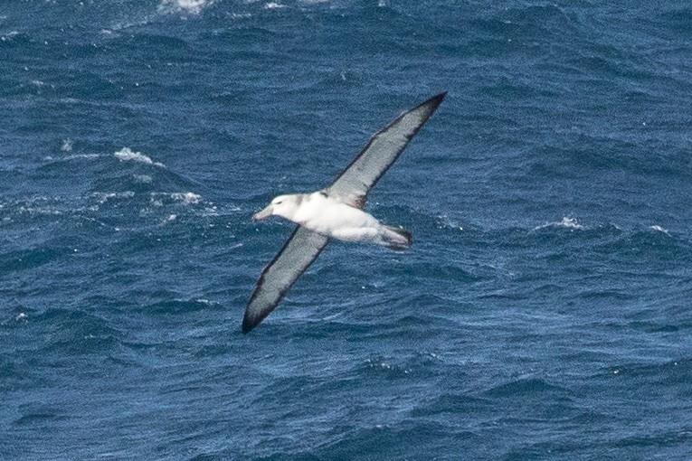 Albatros à cape blanche - ML147552461