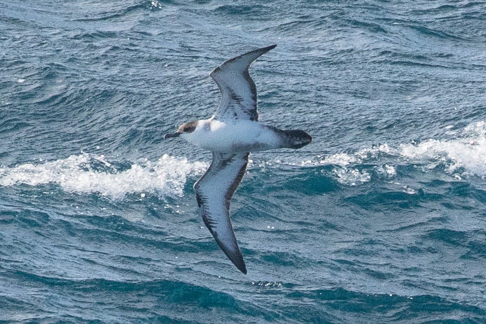 Great Shearwater - ML147552661