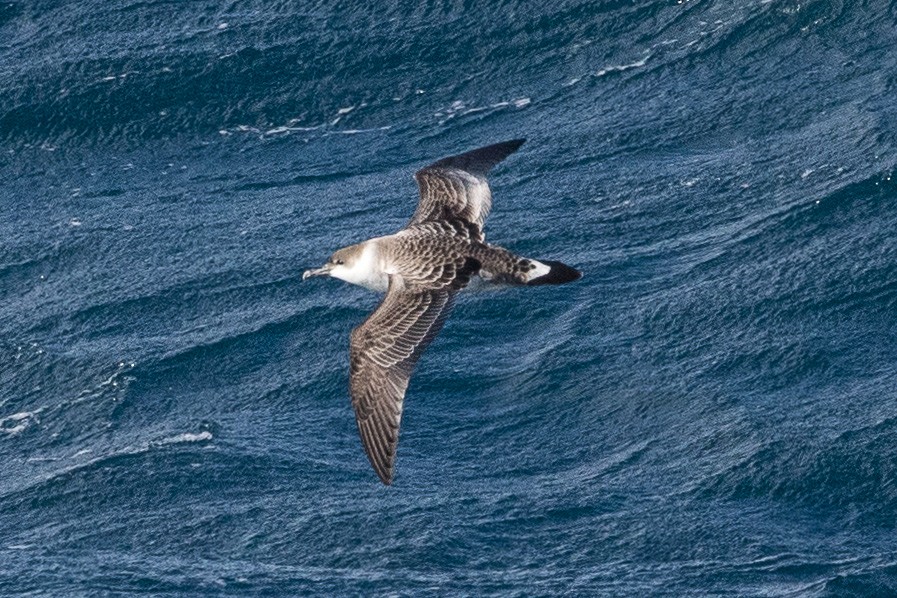 Great Shearwater - ML147552811