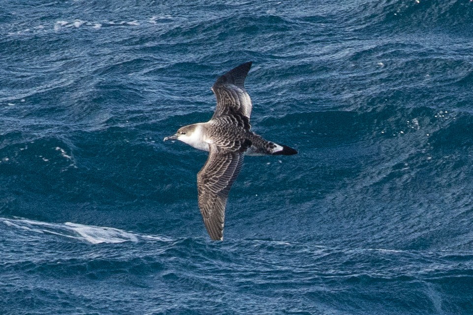 Great Shearwater - ML147552821