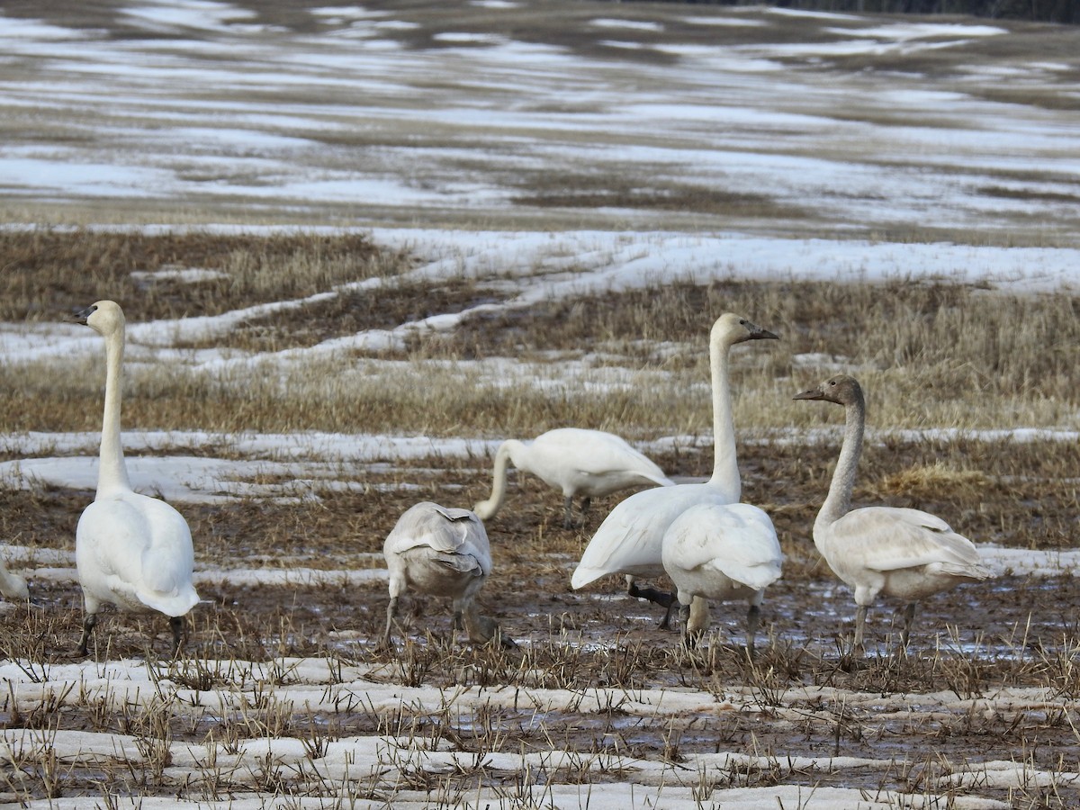 Trumpeter Swan - ML147554481