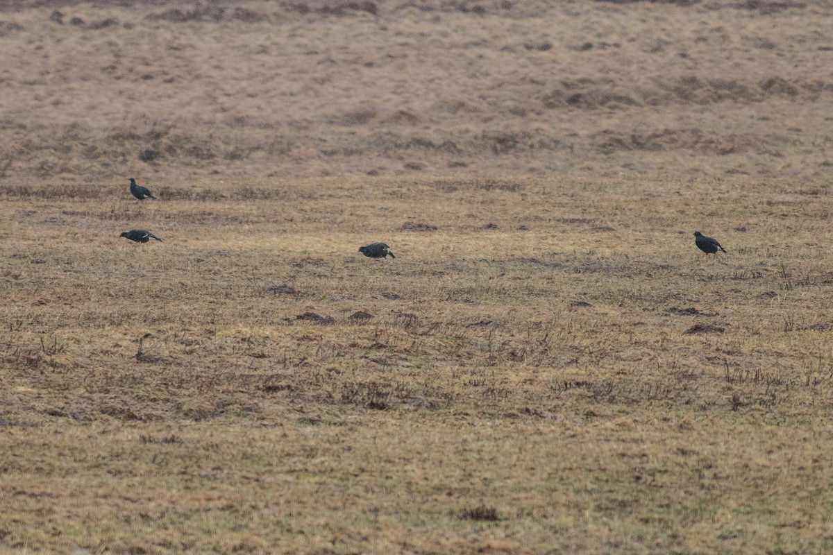 Black Grouse - ML147556491