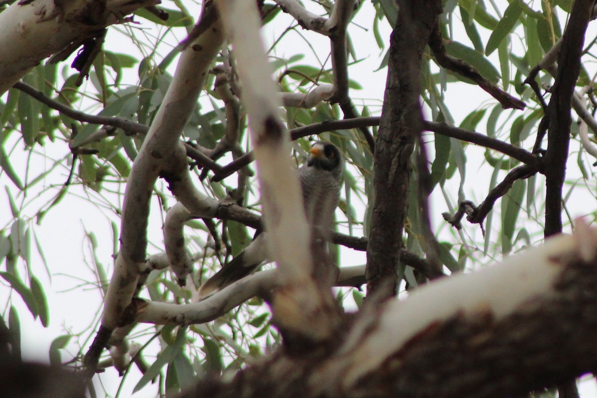 Noisy Miner - ML147556621